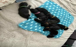 Mixed Breed dogs for sale: Springer Spaniels cross - Image 10