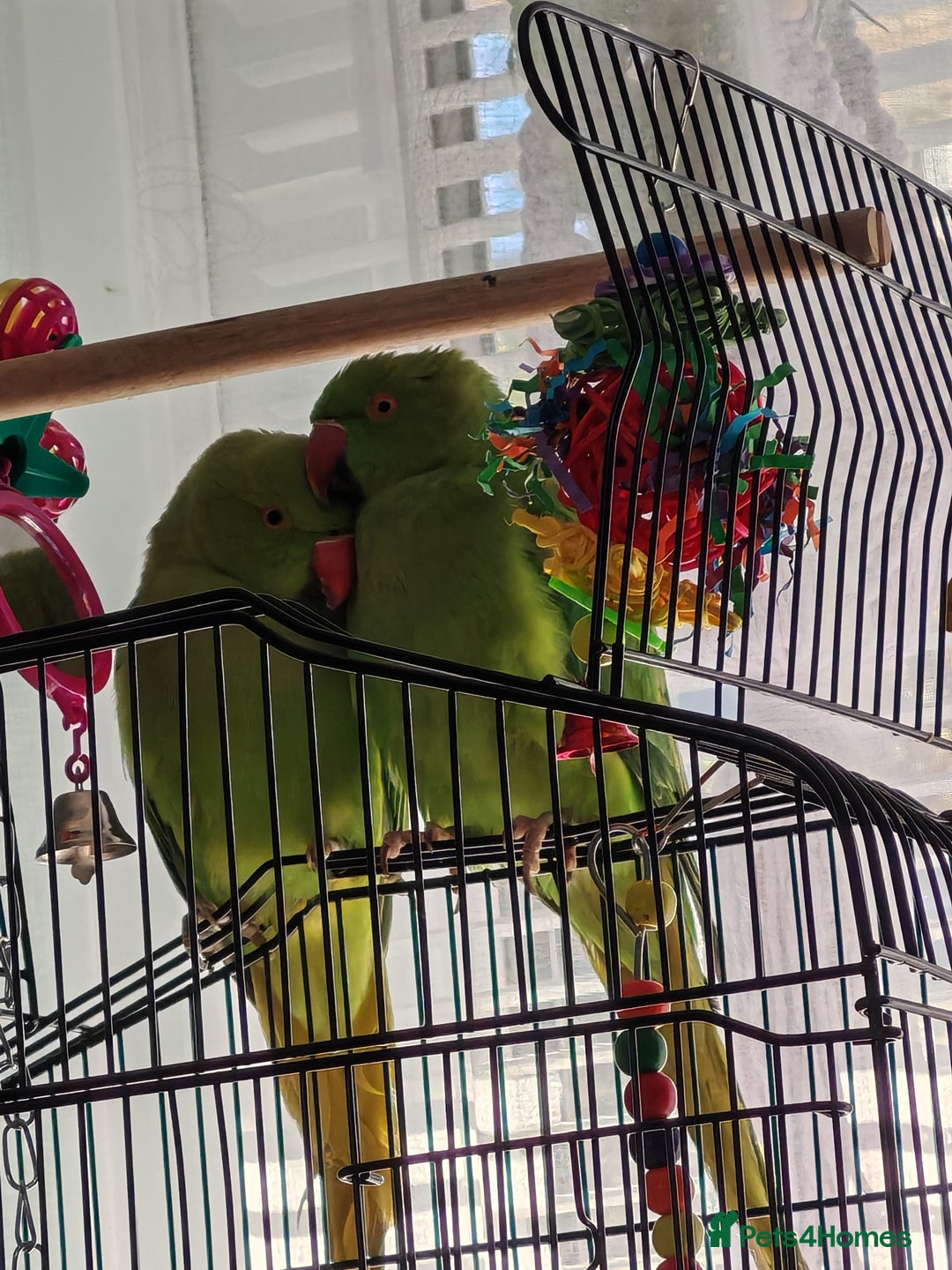 Ringnecks birds for sale: Ringneck mixed  - Advert 4