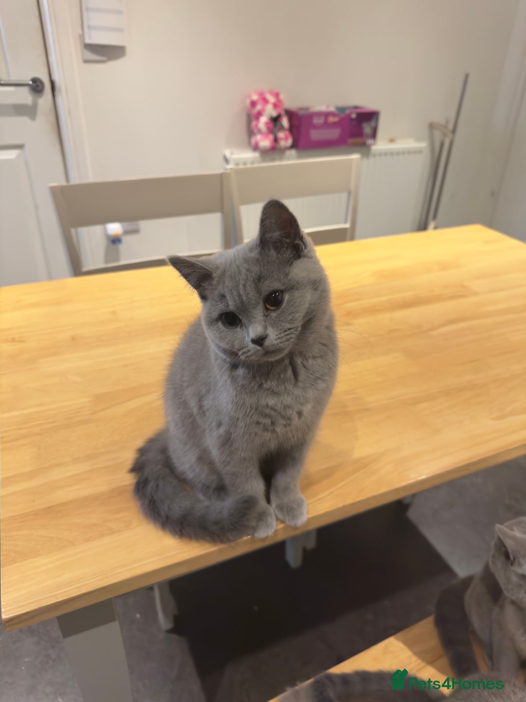 British Shorthair cats for sale: Gorgeous British Shorthair Kittens Chunky, Loving  - Image 7