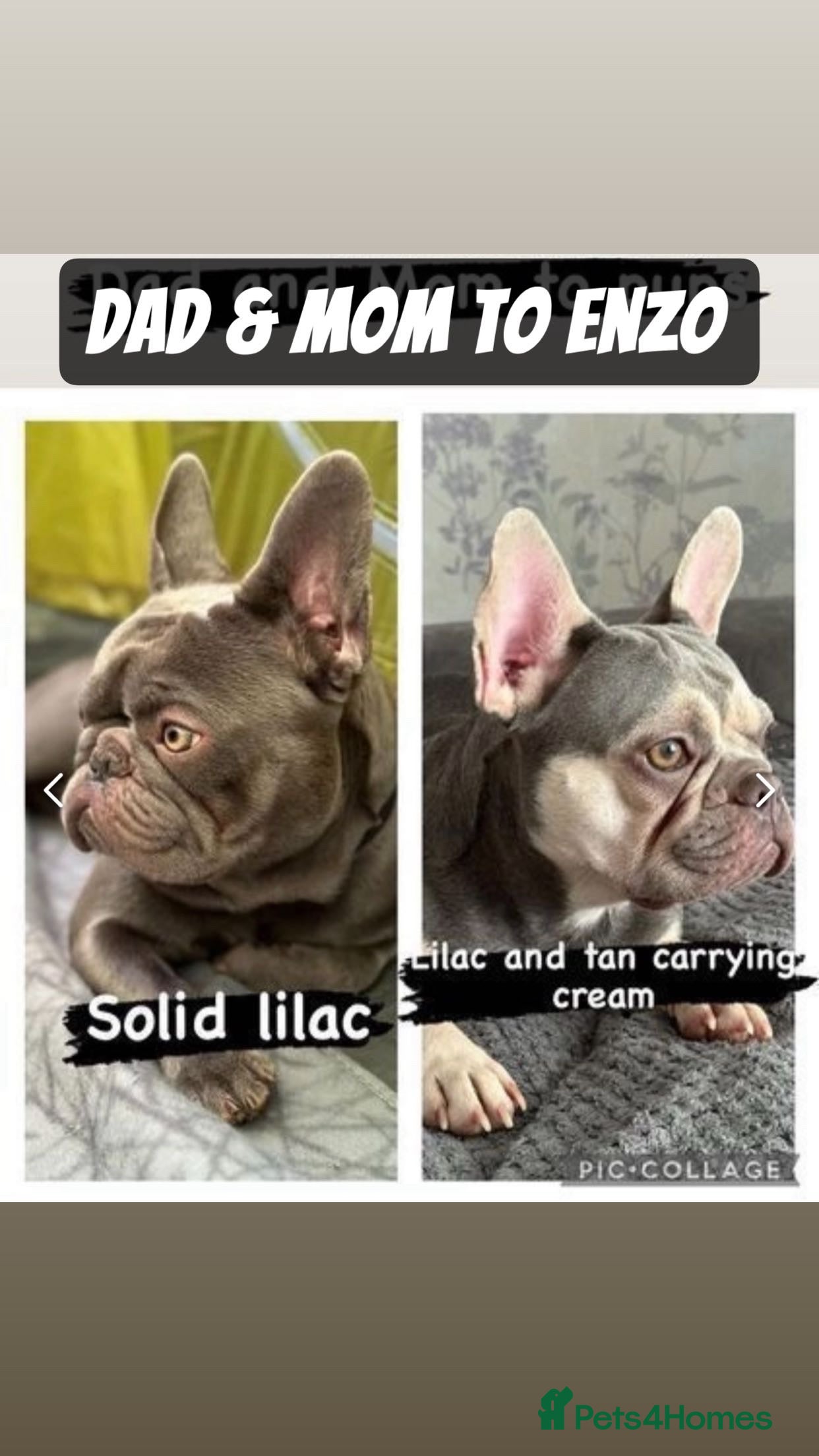 French Bulldog dogs KC Reg French Bulldog Lilac &amp; Cream  - Advert 16