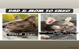 French Bulldog dogs for stud: KC Reg French Bulldog Lilac & Cream  - Image 1