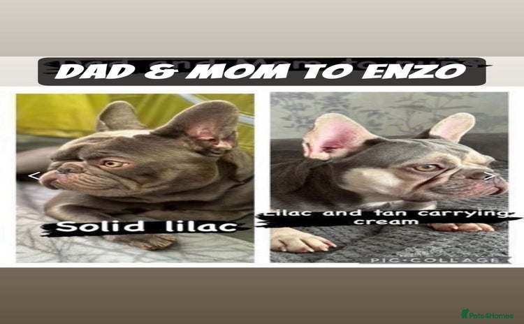 French Bulldog dogs - Advert 1