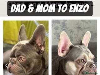 French Bulldog dogs - Advert 1