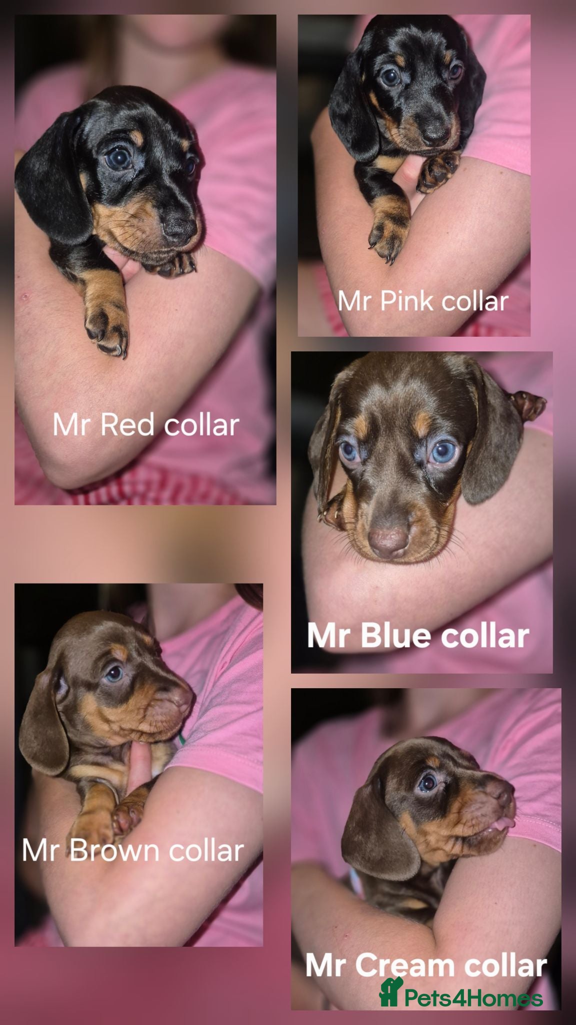 Miniature Dachshund dogs Litter of 5 beautiful boys - Advert 8