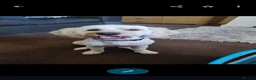 Mixed Breed dogs for stud: F1 cockershon Ralfie available to stud now - Advert 1