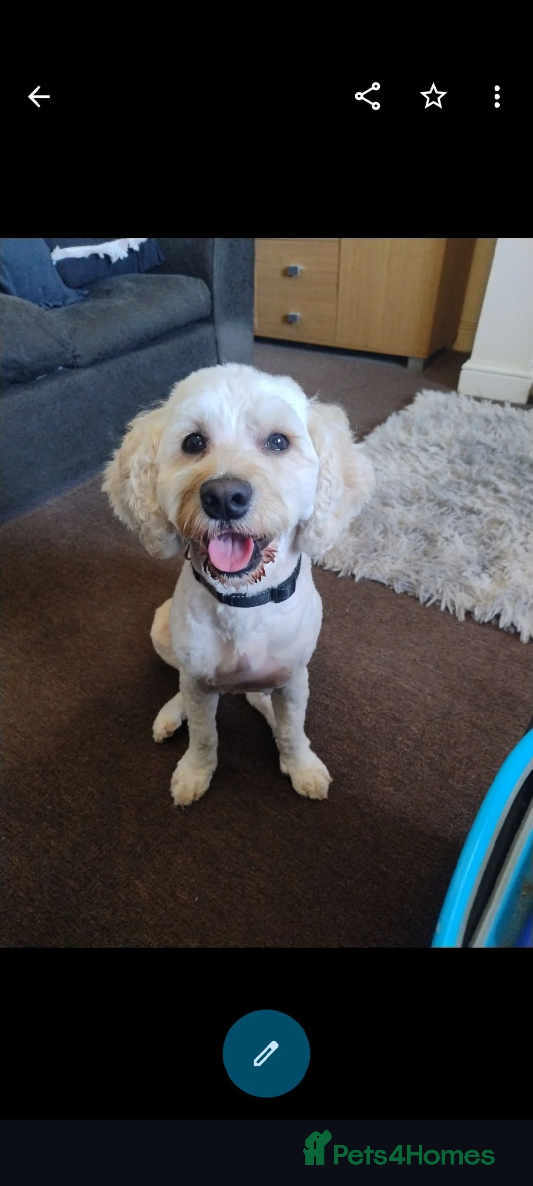 Mixed Breed dogs for stud: F1 cockershon Ralfie available to stud now - Advert 1