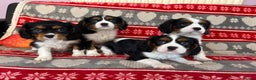 Cavalier King Charles Spaniel dogs for stud: CAVALIER TRI COLOUR STUD - HEALTH TESTED in Mablethorpe - Advert 4