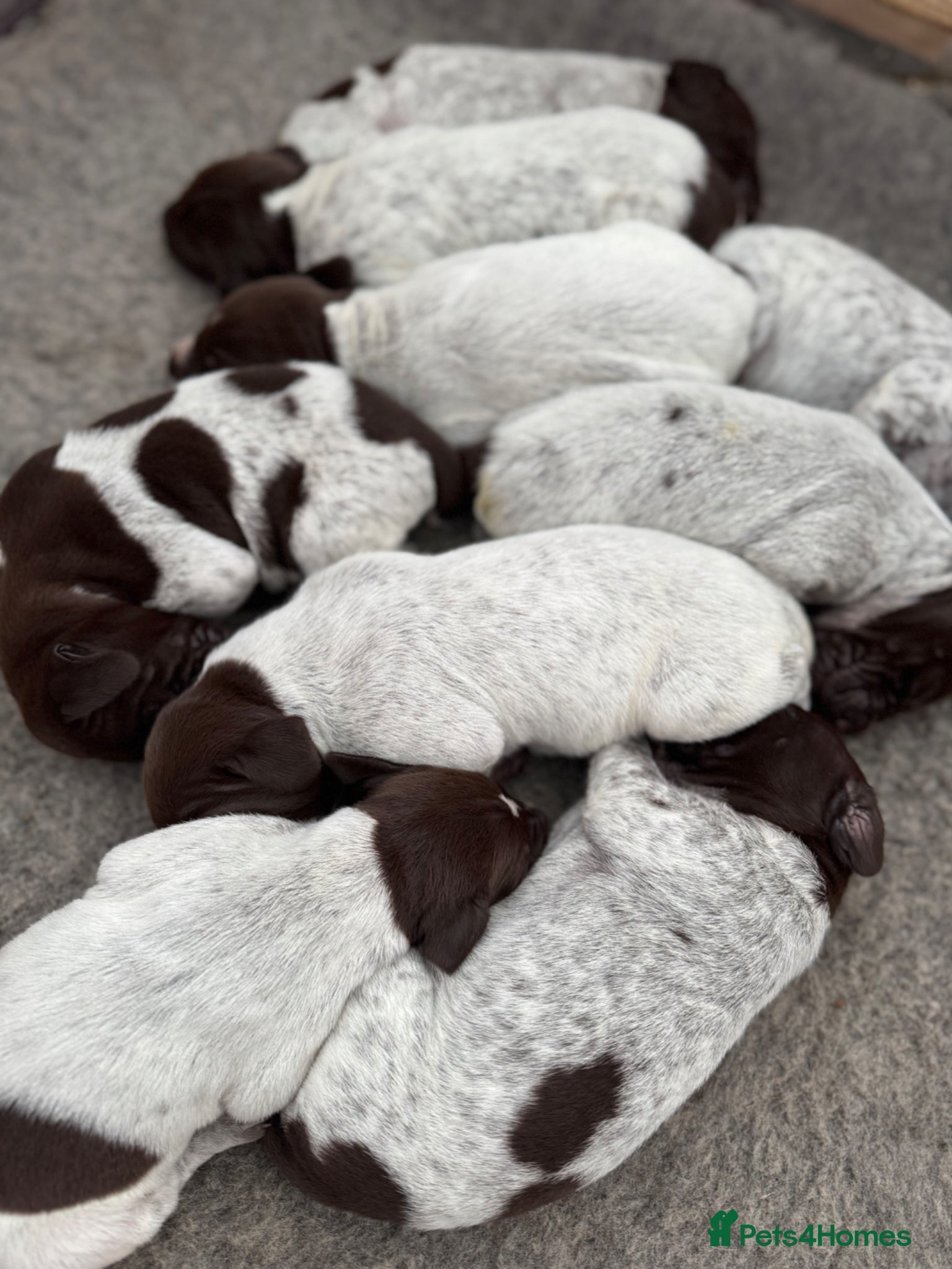 German Shorthaired Pointer dogs 🐾 2 x KC Registered German Shorthaired Pointers - Advert 15