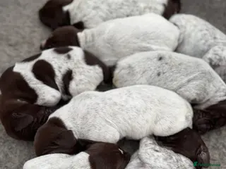 German Shorthaired Pointer dogs 🐾 2 x KC Registered German Shorthaired Pointers - Advert 15