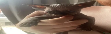 Sphynx 5