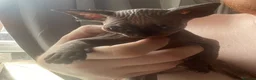 Sphynx cats for sale: Beautiful coloured kittens Spinx   - Advert 24