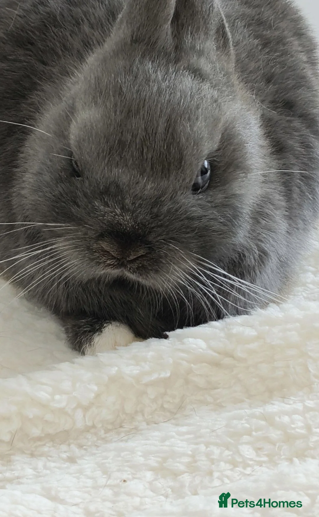Netherland Dwarf rabbits for sale: Beautiful male mini lop 9 weeks - Advert 4