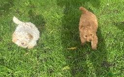 Cockapoo dogs for sale: Red Cockapoo puppies for sale - Image 16