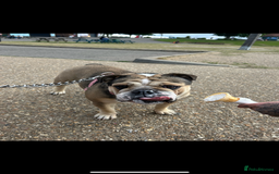 English Bulldog dogs for sale: English Bulldog KC registered Female for rehome - Image 5