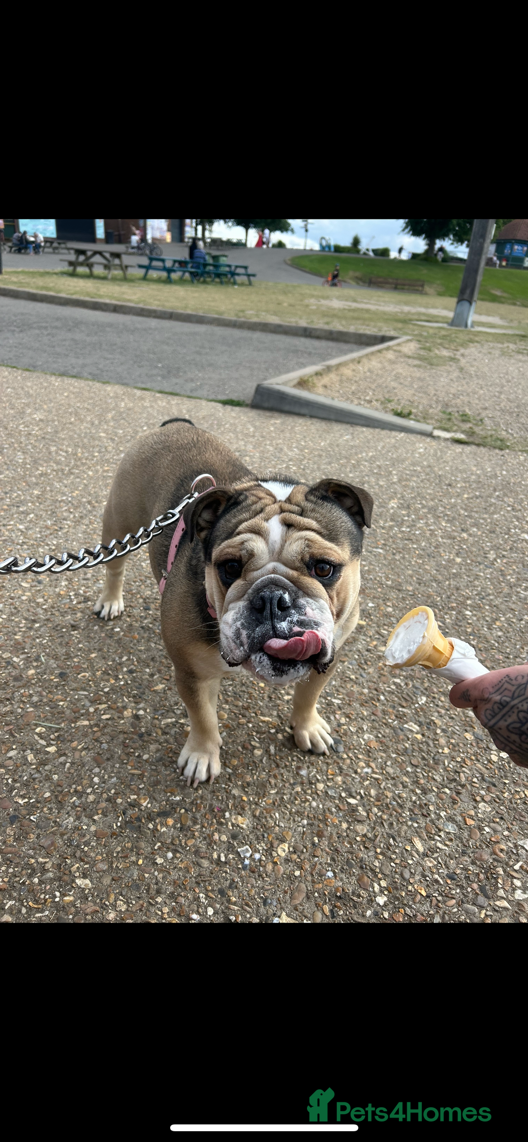 English Bulldog dogs for sale: English Bulldog KC registered Female for rehome - Image 5