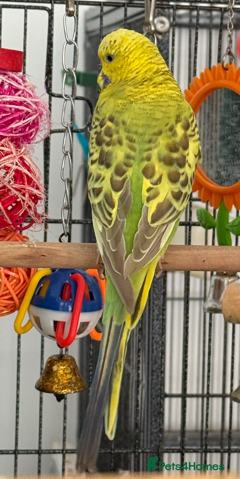 Budgerigars birds Young budgies males & females (please read ad)   - Advert 2
