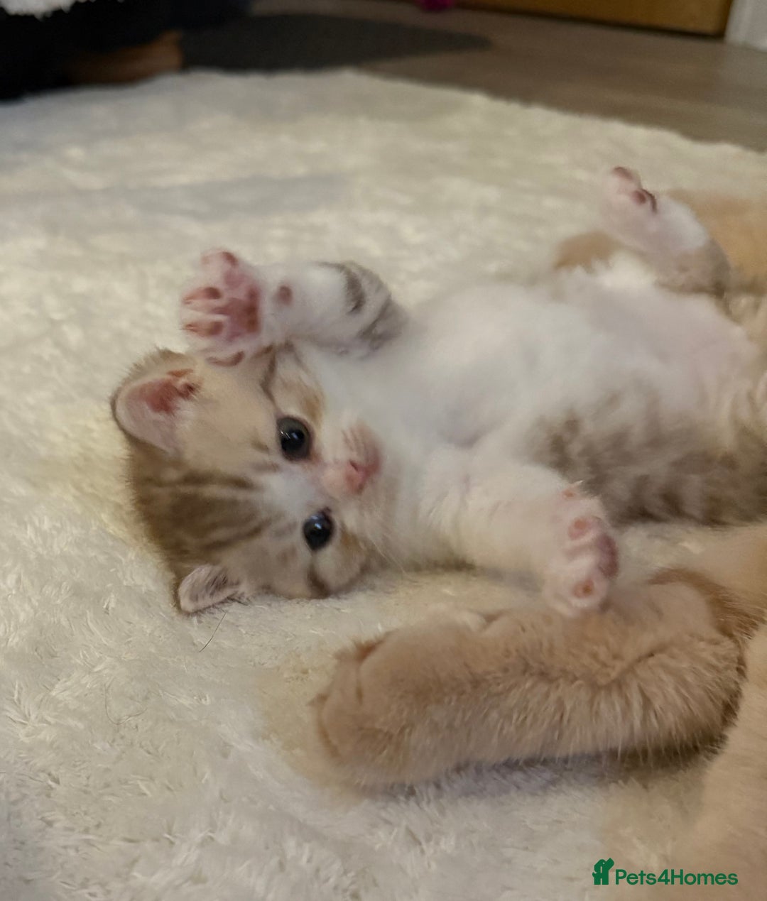 British Shorthair cats for sale: Stunning Scottish Straights - Image 17