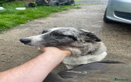 Mixed Breed dogs for sale: Collie x puppies - Image 17