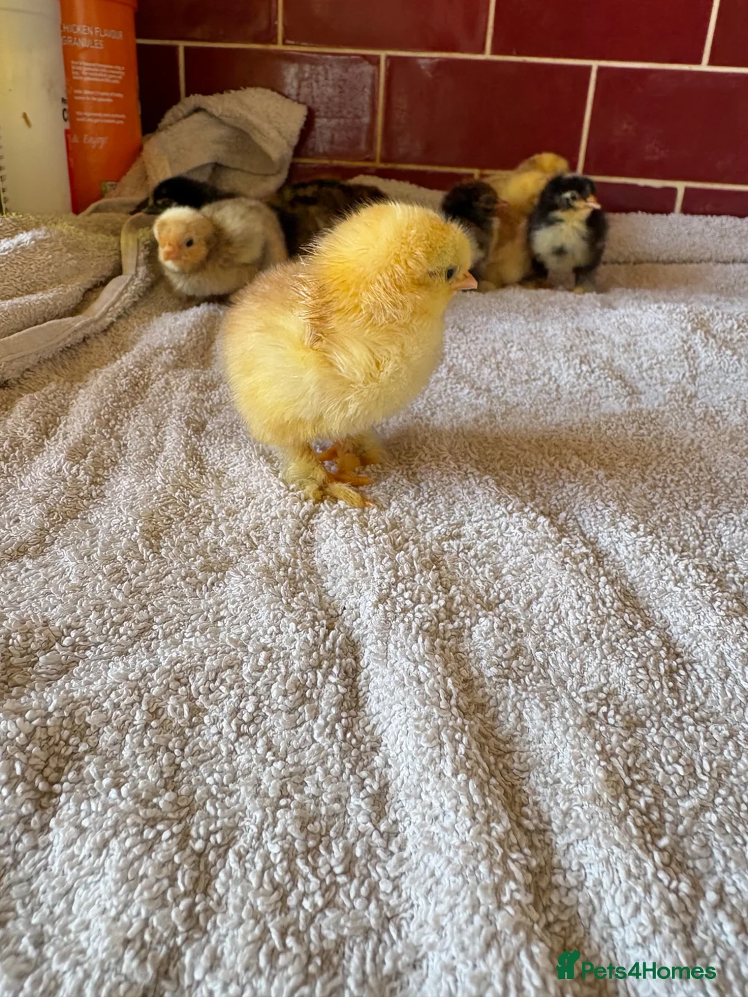 Chickens poultry for sale: Day old mixed pekin bantam chicks - Advert 4
