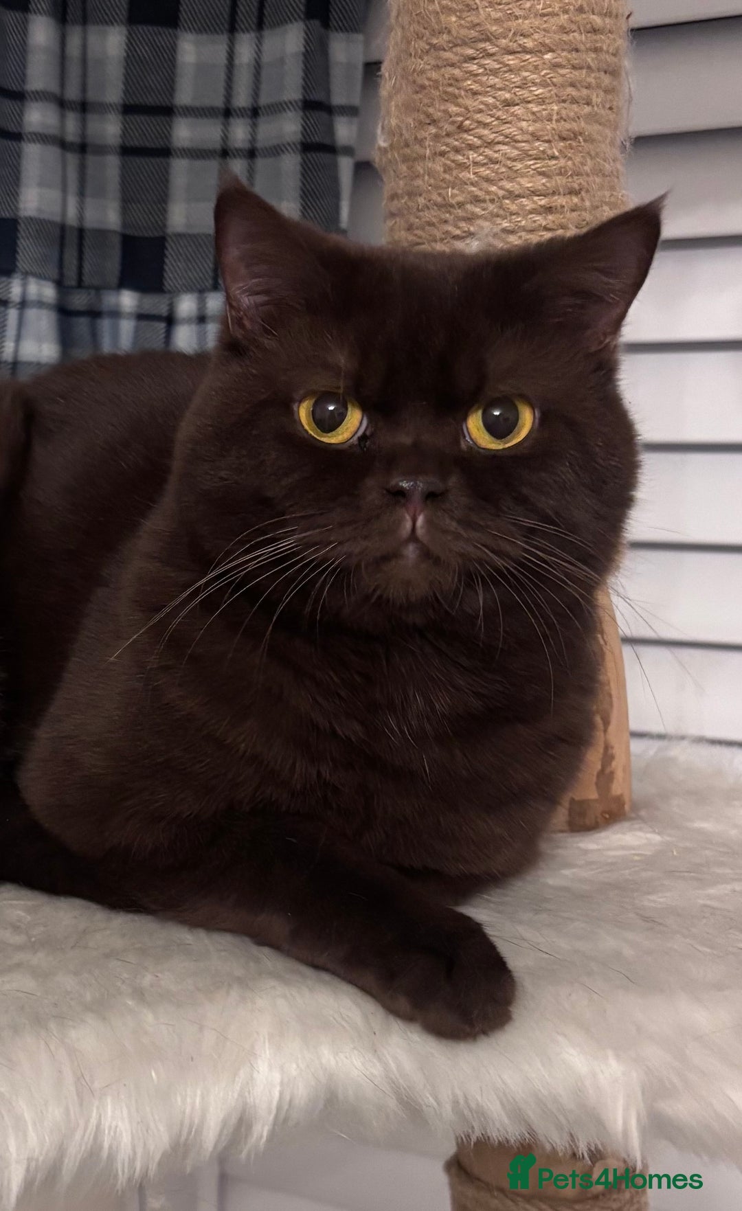 British Shorthair cats for sale: Chocolate British shorthair boy - Image 2
