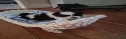 Shih Tzu dogs for sale: Shi tzu puppies  in Redcar - Advert 10
