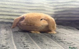 Mini Lop rabbits for sale: Handsome little mini lop  - Image 1