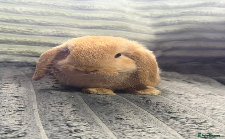 Mini Lop rabbits - Advert 2