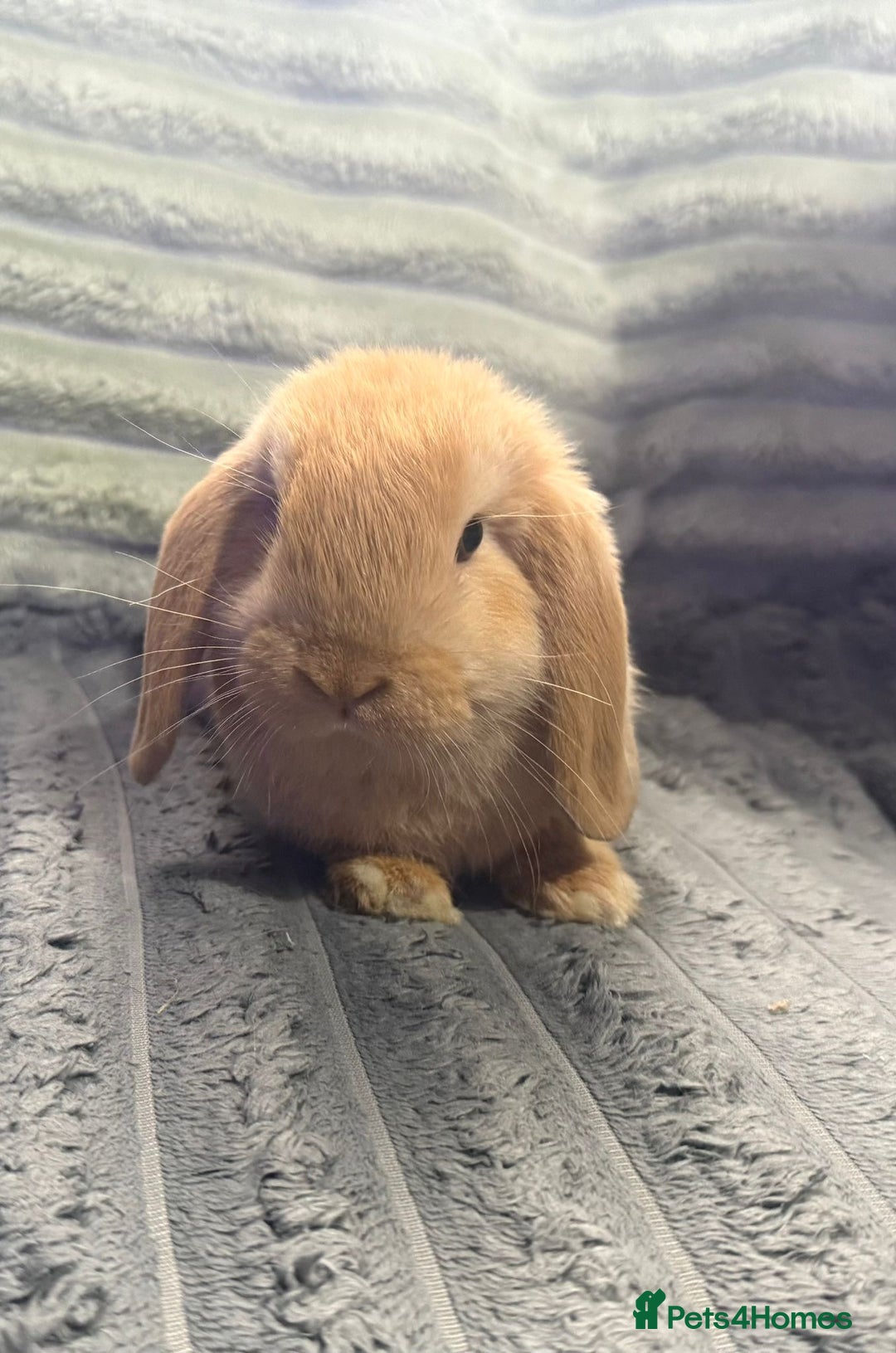 Mini Lop rabbits for sale: Handsome little mini lop  - Image 1