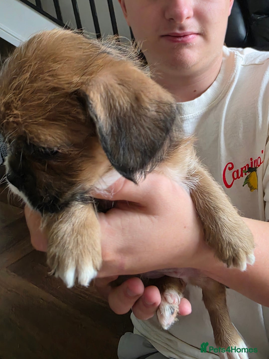 Mixed Breed dogs for sale: Reduced French bulldog x pomeranian pups 8 wks  - Image 4