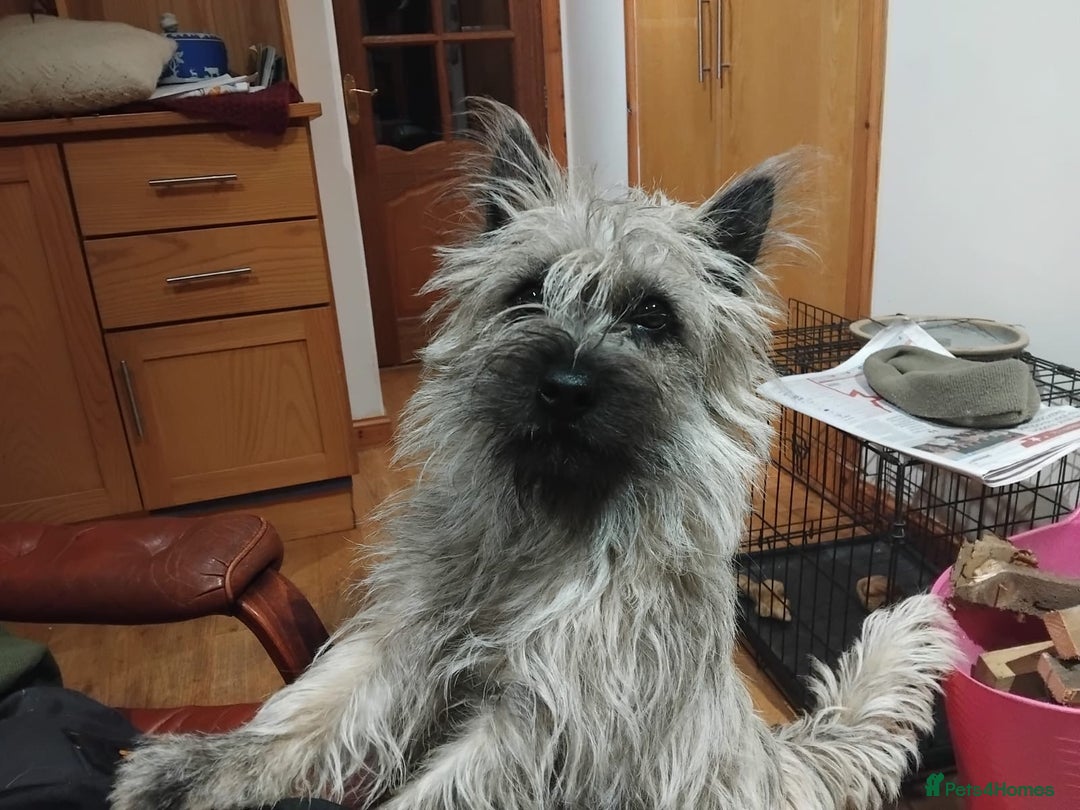 Cairn Terrier dogs for sale: KC registered Male pups off health tested parents  - Advert 12