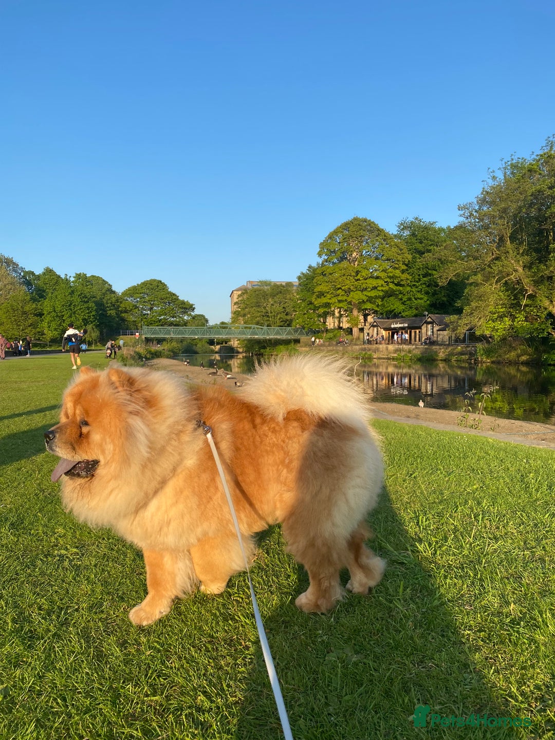 Chow Chow dogs for sale: Chow chow - Advert 25