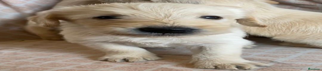 Labradoodle Puppy 1