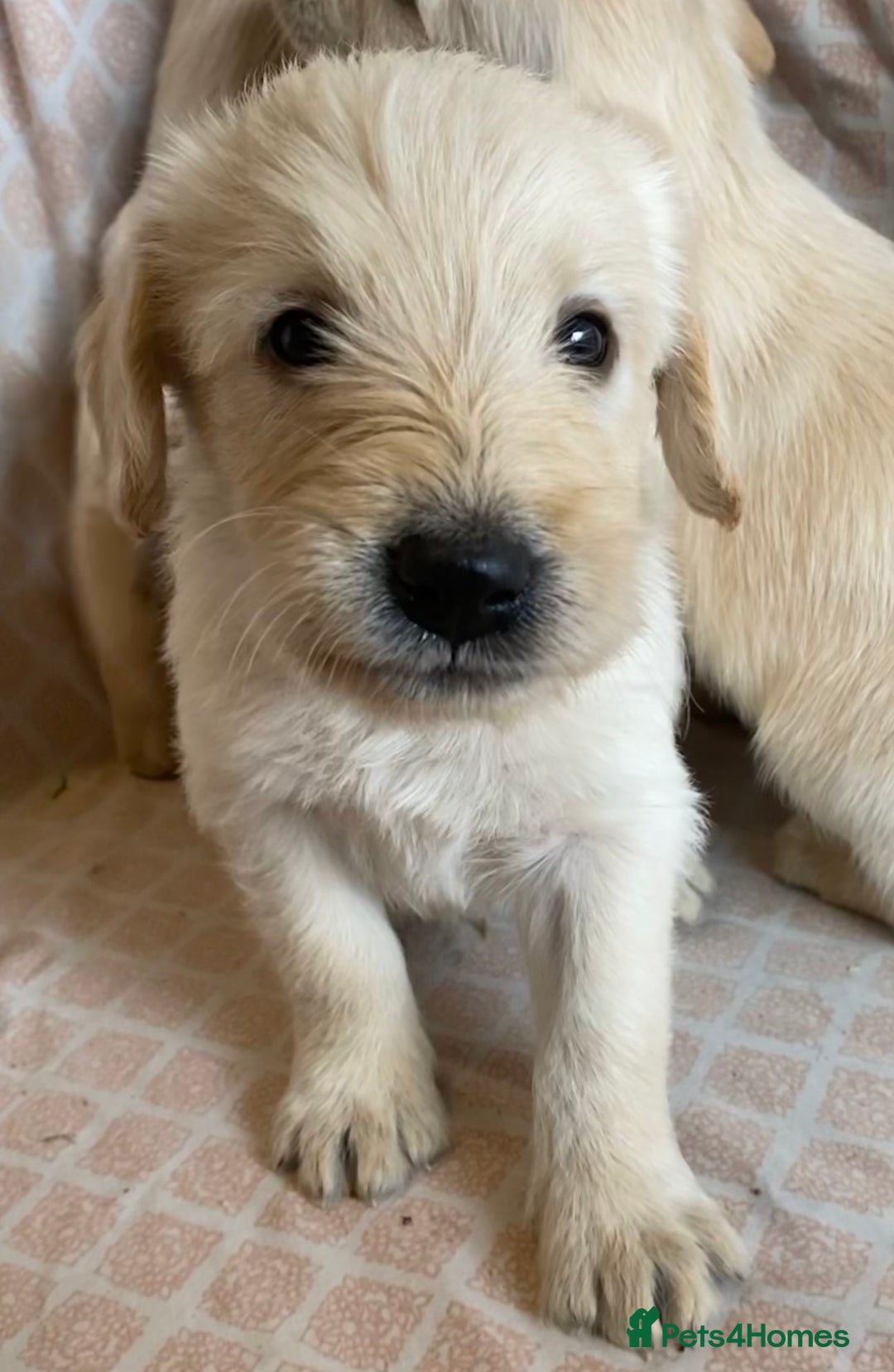 Labradoodle dogs for sale: 2 labradoodle puppies  - Image 5