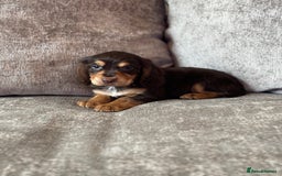 Cocker Spaniel dogs for sale: COCKER SPANIEL PUPPIES - Image 15
