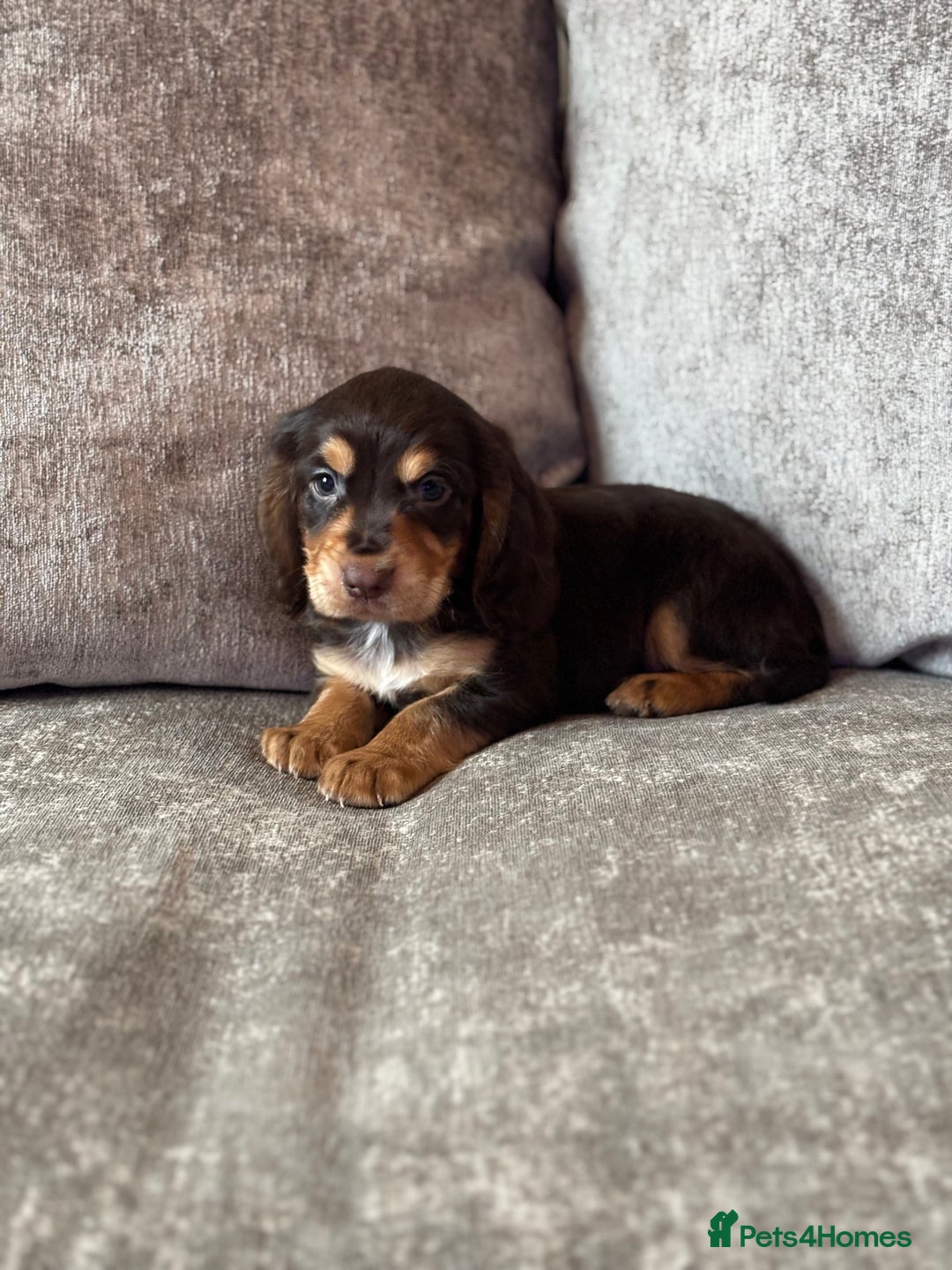 Cocker Spaniel dogs for sale: COCKER SPANIEL PUPPIES - Image 15