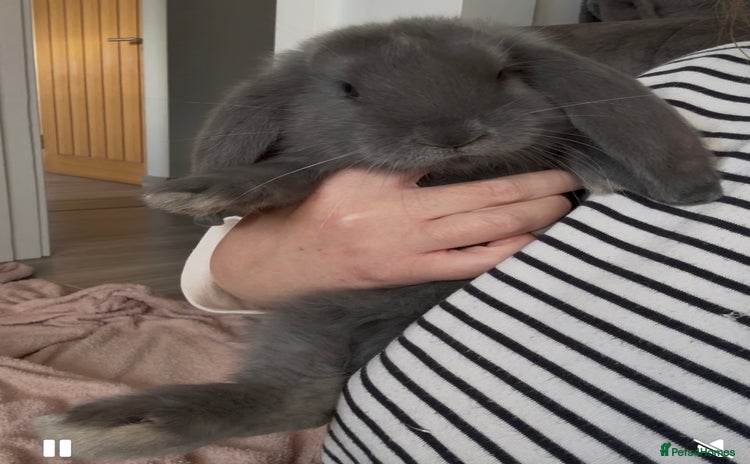 French Lop rabbits - Advert 4