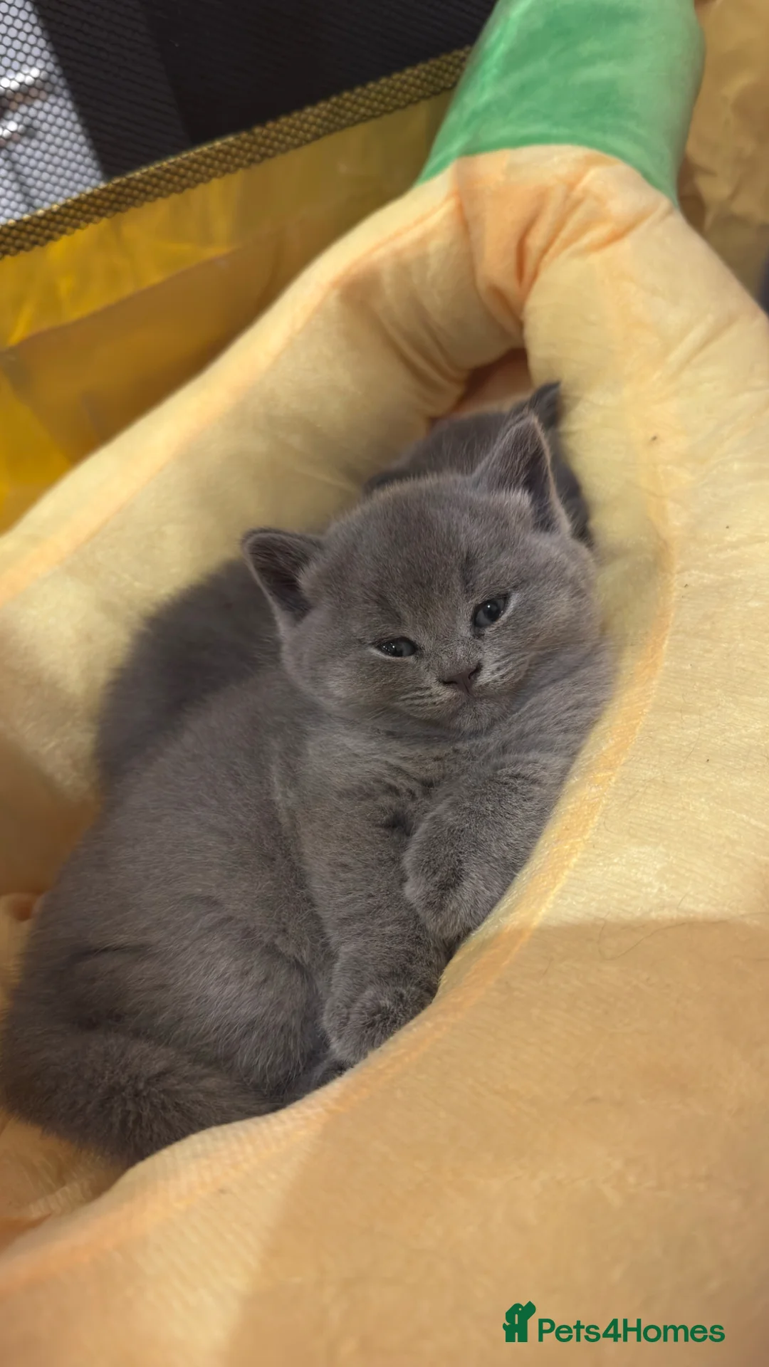 British Shorthair cats for sale: Beautiful British Shorthair Kittens in Watford - Advert 37