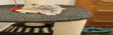 British Shorthair 2