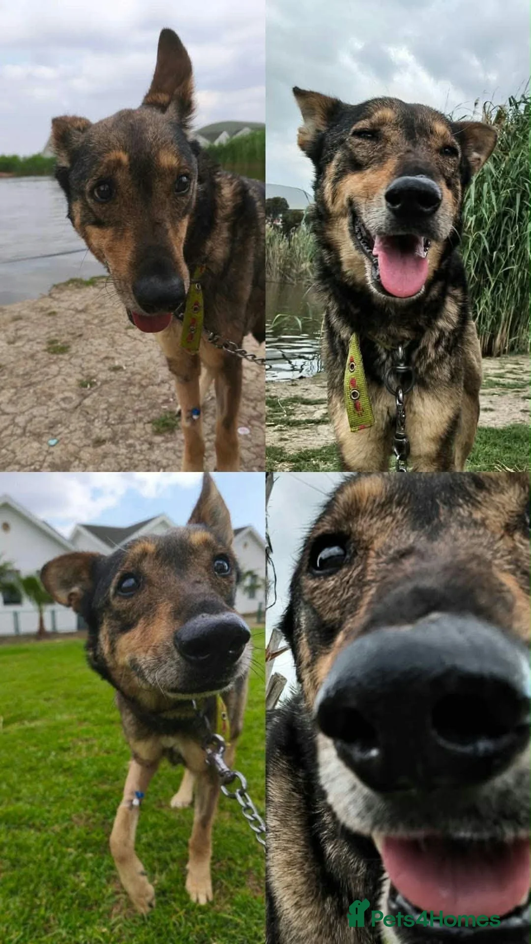 Mixed Breed dogs for adoption: 💕 LUNA IS WAITING FOR HER FOREVER HOME 💕 in Hengoed - Advert 5