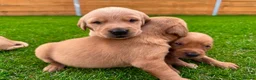 Goldador dogs for sale: Beautiful Golden Goldador Babies 🐾🐾🐾 - Advert 1