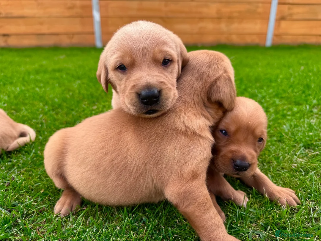 Goldador dogs for sale: Beautiful Golden Goldador Babies 🐾🐾🐾 - Advert 1