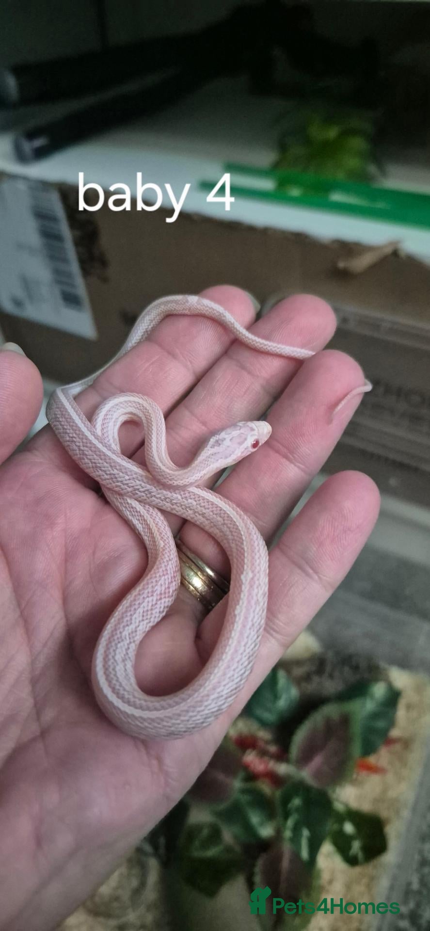 Corn Snake reptiles Baby corn snakes ready now  - Advert 2
