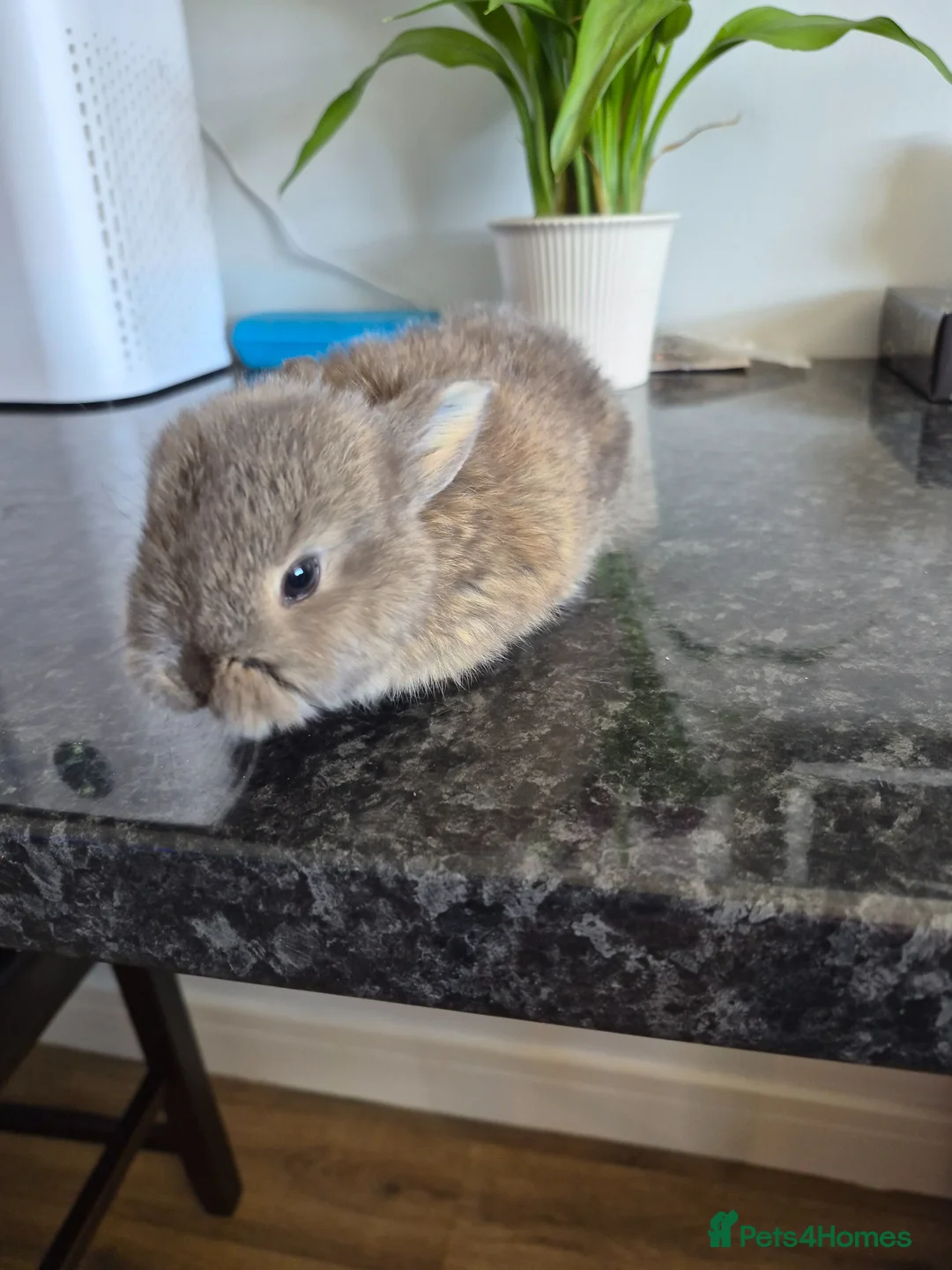 Mixed Breed rabbits for sale: Baby rabbits  - Advert 1
