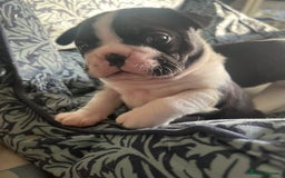 Boston Terrier dogs for sale: BOSTON TERRIER PUPPIES - Image 6