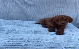 Cavapoo dogs for sale: Cavapoo puppies  - Image 7
