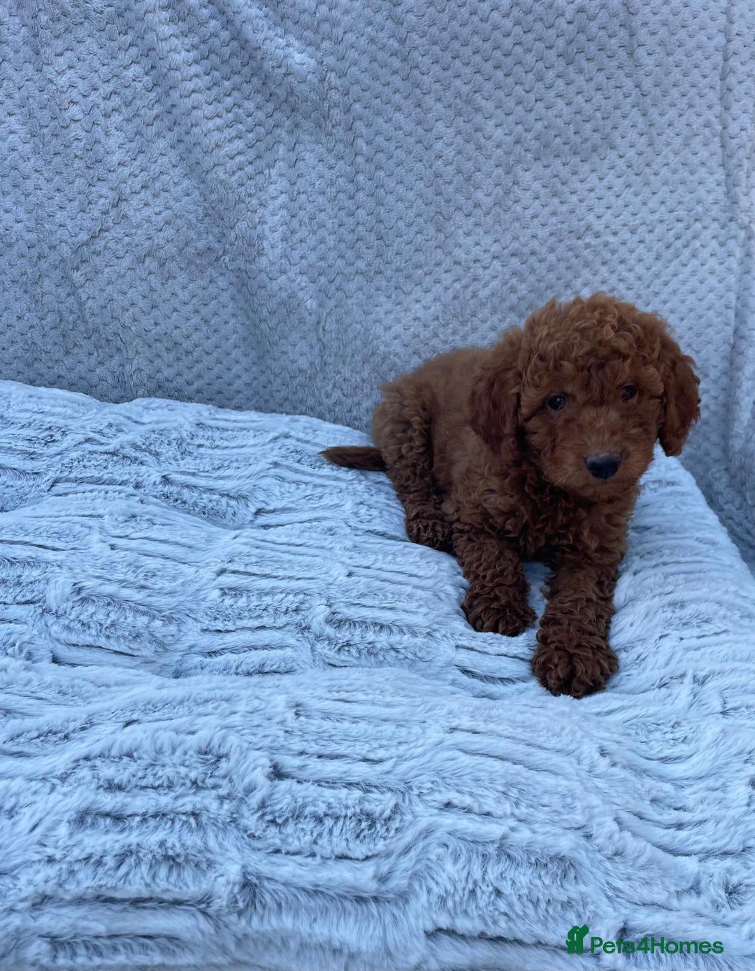 Cavapoo dogs for sale: Cavapoo puppies  - Image 7