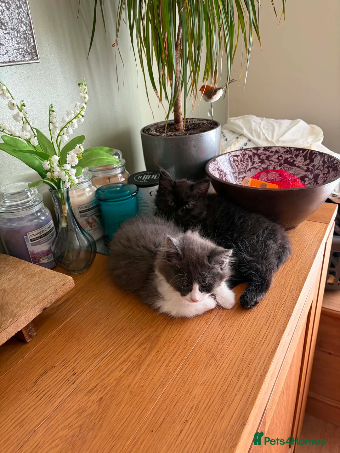 Ragdoll cats for sale: Beautiful ragdoll cross - Advert 2