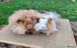 Guinea Pig rodents for sale: 2 super friendly male guinea pigs  - Image 4