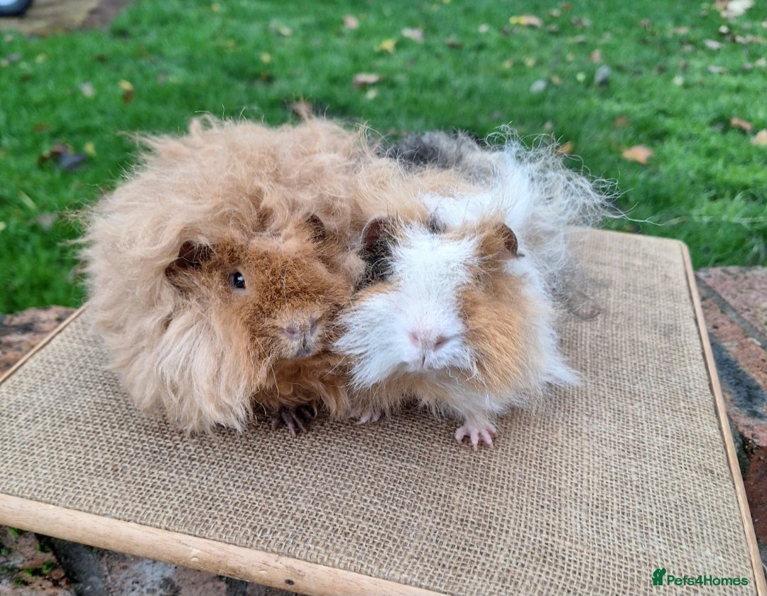 Guinea Pig rodents for sale: 2 super friendly male guinea pigs  - Image 4