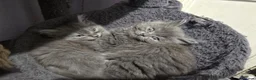 Persian cats for sale: Gorgeous Persian x Kittens Ready now  - Advert 16